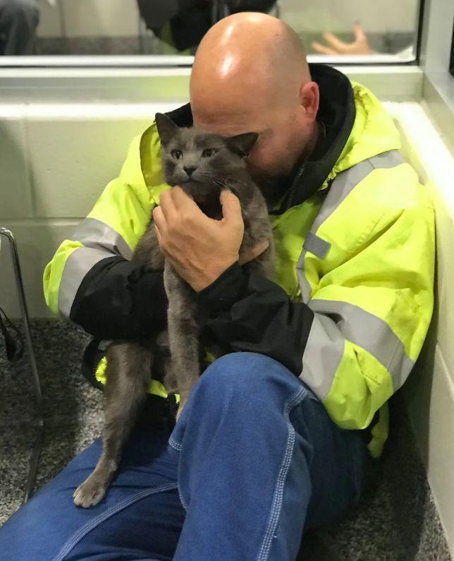 一直在原地等待重逢时主人抱着猫咪大哭……j9九游真人游戏第一品牌猫咪走丢15个月(图7)